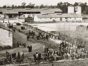 Arborea nel 1956, veduta