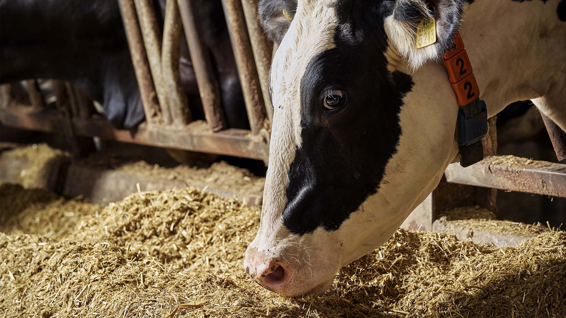 Primo piano di testa di mucca che mangia paglia