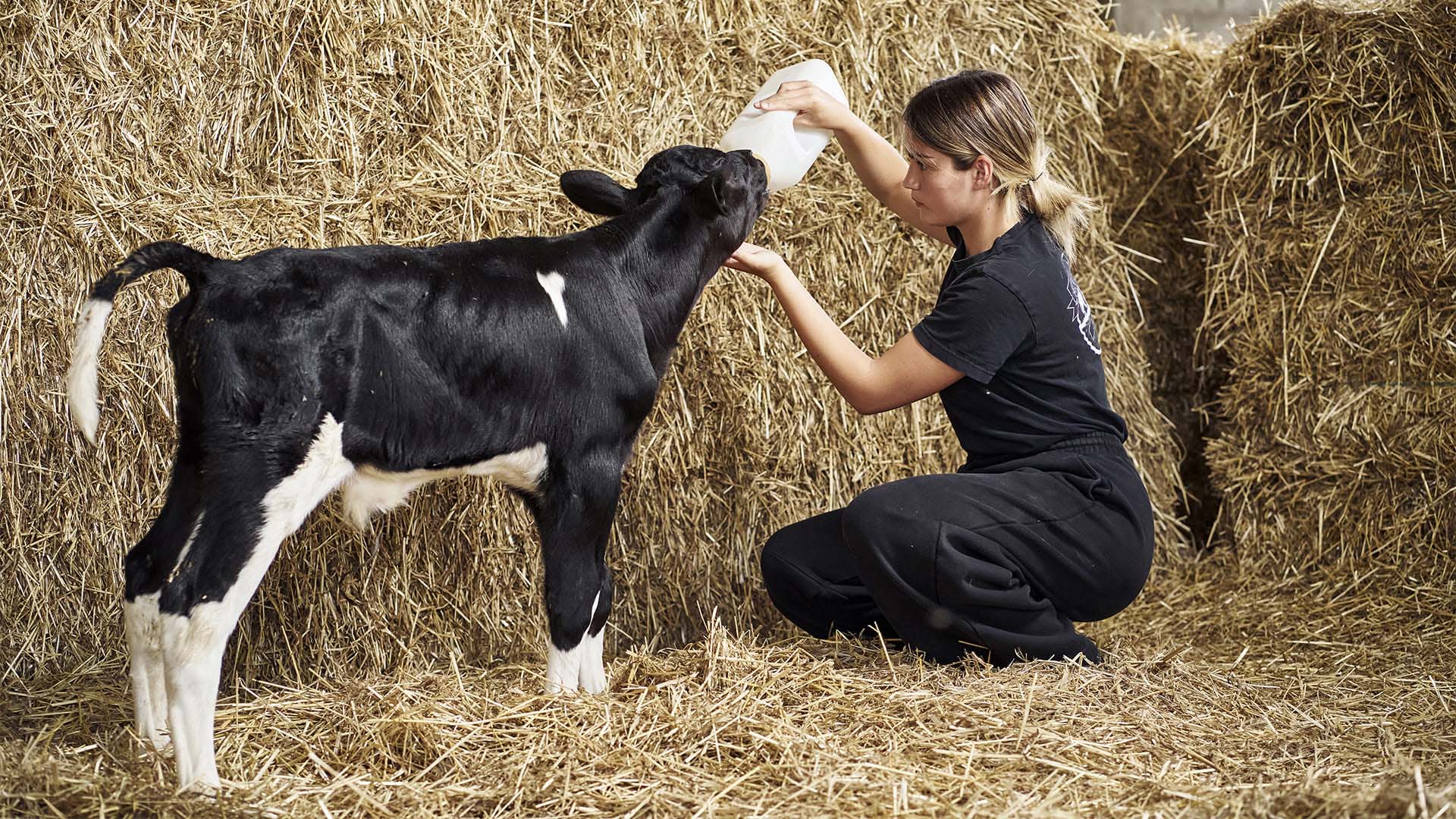 Ragazza e mucca