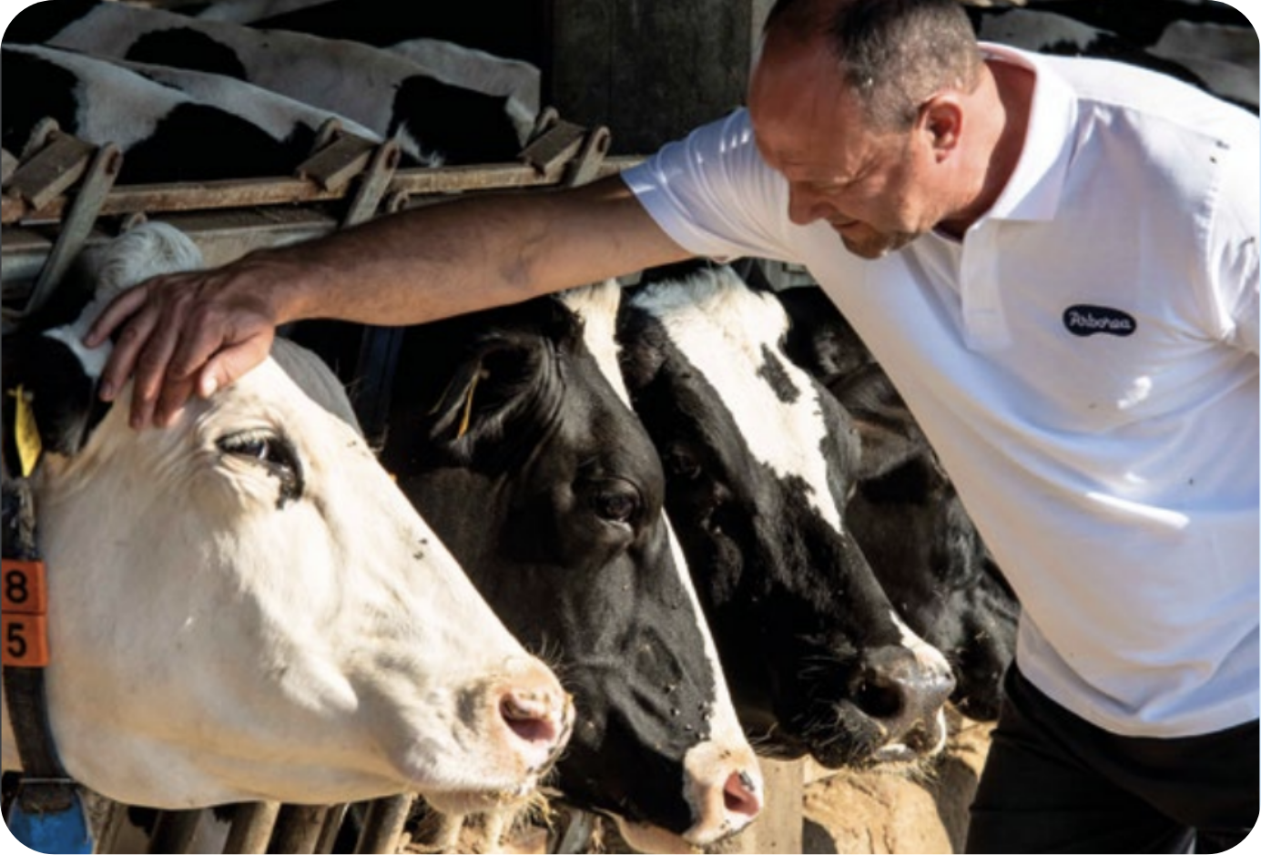 un dipendente della cooperativa accarezza una delle sue mucche in una stalla