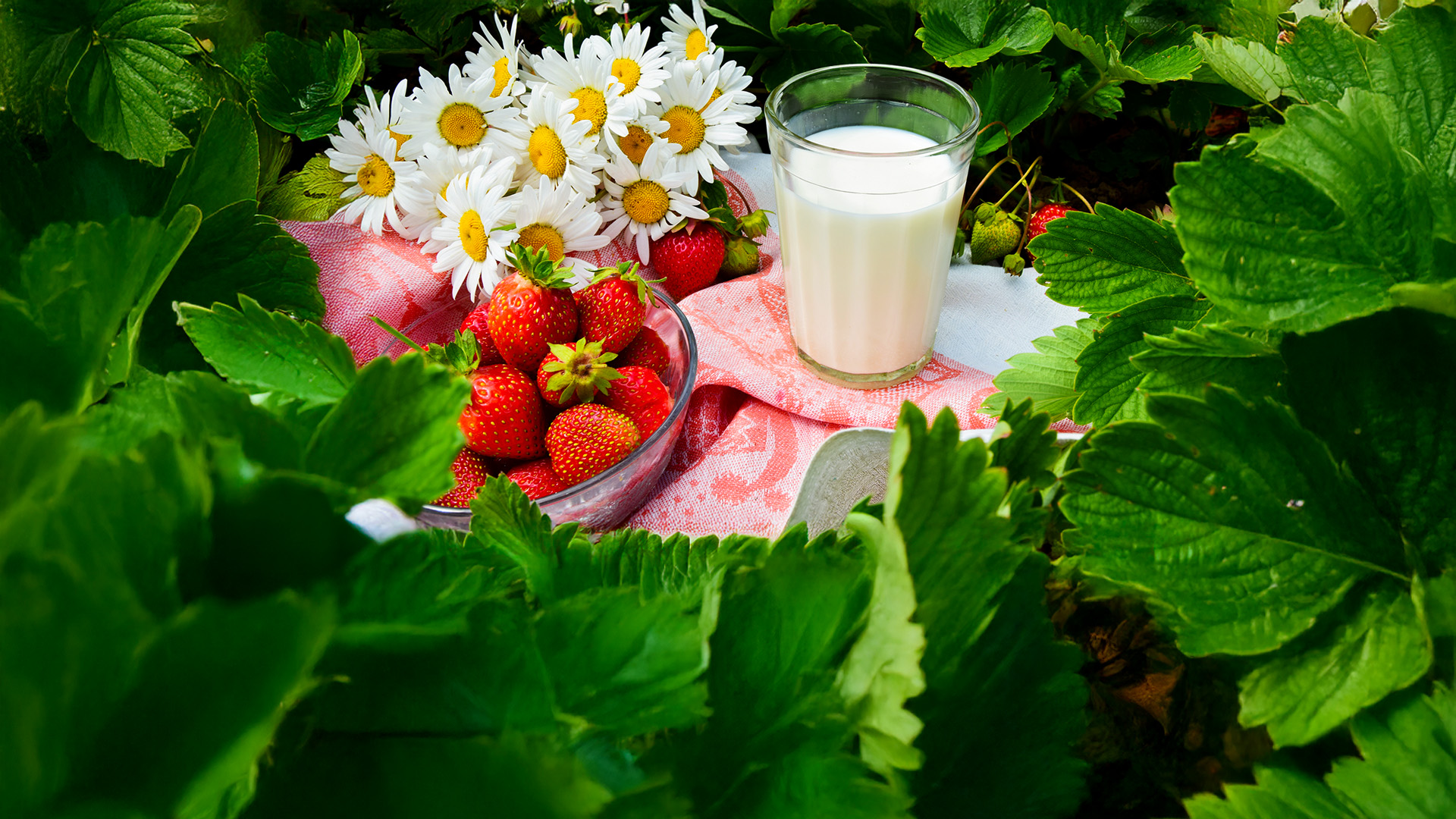 bicchiere di yogurt da bere e ciotola di fragole in campo di fragole